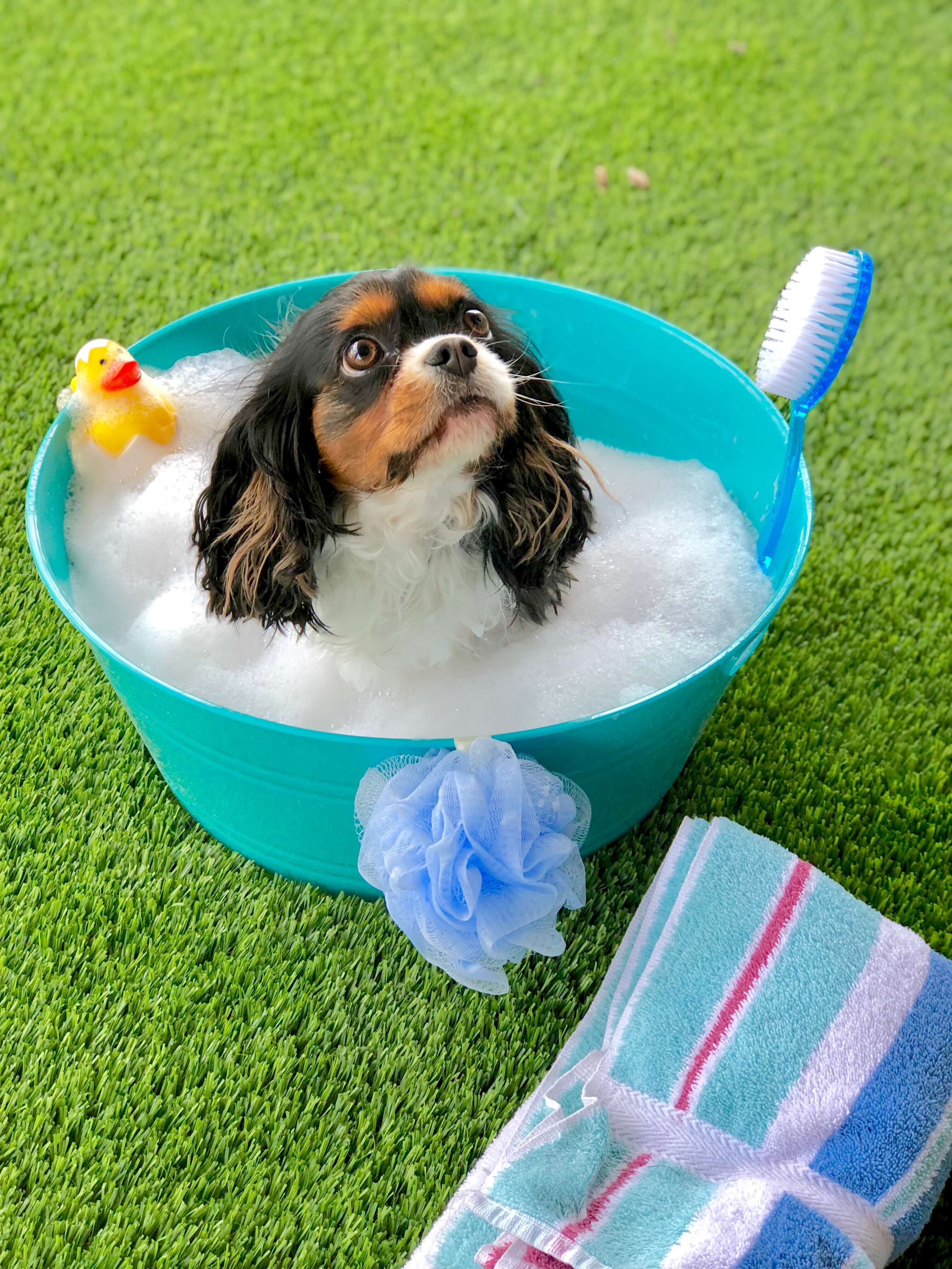 Cavalier King Charles in Tub with Bubbles
